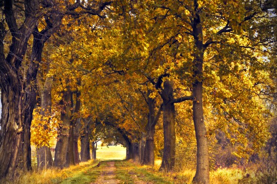 Lenzlinger Bodenbeläge Landhausdielen